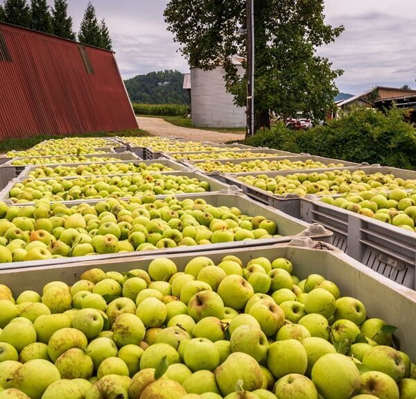 a complete guide to travelling apples